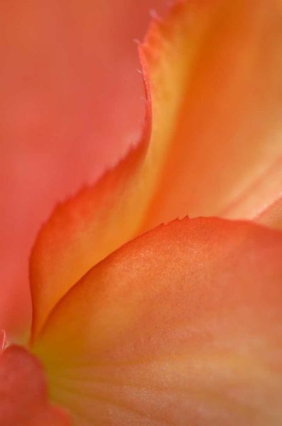 Begonia Petal Close-up